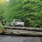 قطع ۷۰ اصله درخت و مسدود کردن چند جاده جنگلی در بهشهر وگلوگاه