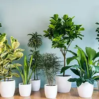 راه و رسم دوستی با گیاهان آپارتمانی