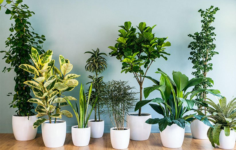 راه و رسم دوستی با گیاهان آپارتمانی