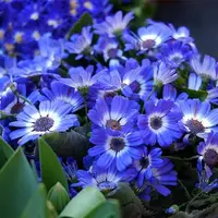 توصیه‌هایی برای نگهداری طولانی از گلدانی دوست داشتنی فصل بهار
