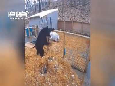 حمله خرس به خوک های داخل قفس