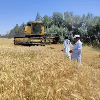 خرید بیش از ۲ هزار تن گندم در سیستان و بلوچستان