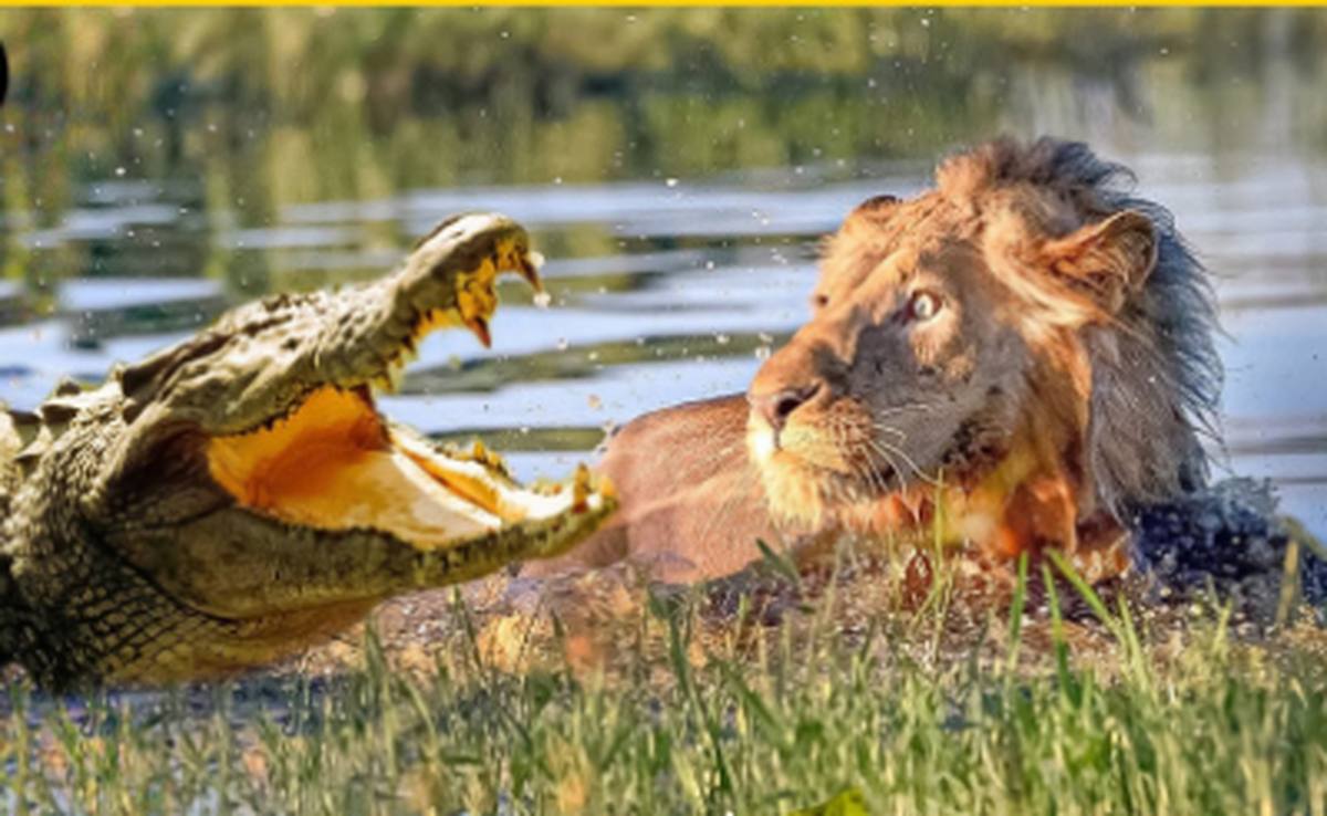 تصاویری پربازدید از ترس شدید یک شیر نر از کروکودیل