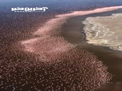 نمای هوایی بی نظیر از پرواز چند میلیون فلامینگو در یک دریاچه