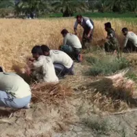 خرید بیش‌ از 2 هزار تن گندم از کشاورزان جنوب سیستان و بلوچستان