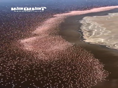 نمای بالای چند میلیون فلامینگو در دریاچه نمک بوگوریا