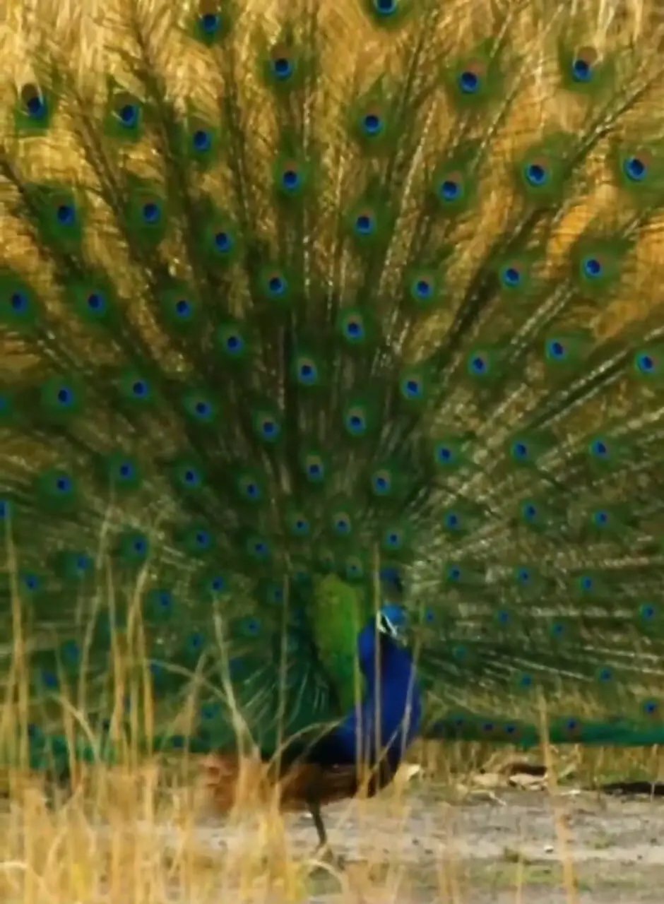 تلاش ببر برای شکار طاووس زیبا