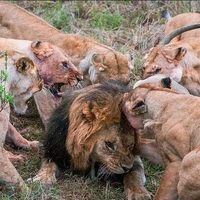 درگیری هولناک بین گله شیرها