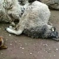 تلف‌شدن ۲۰ رأس گوسفند و مصدومیت ۲ نفر بر اثر برخورد پراید در قارون