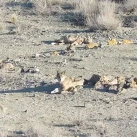 ضیافت گرگ‌ها در پارک ملی گلستان 