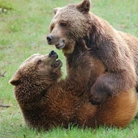 جولان خرس‌های قهوه‌ای در البرز مرکزی