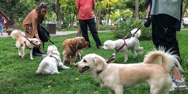 ممنوعیت ورود سگ‌ به بوستان‌های تهران