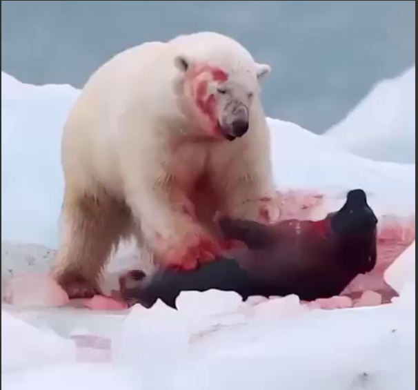 خرس قطبی فک را زنده می خورد!