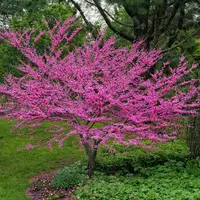 تصویری زیبا از درخت ارغوان در بهار