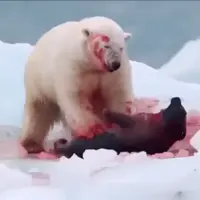 خرس قطبی فک را زنده می خورد!