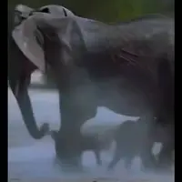 مراقبت جانانه فیل از فرزندش در مقابل کفتارها