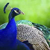 جلوه های زیبا از رقابت طاووس ها در نمایش زیبایی