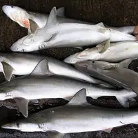 کشف ۱۰۰۰ کیلو لاشه کوسه ماهی در ساحل بوشهر