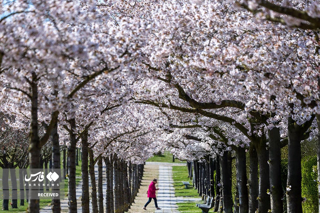عکس/ شهرهای آذین شده جهان با شکوفه های گیلاس