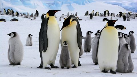 پریدن صدها پنگوئن به داخل آب از ارتفاع 20 متری