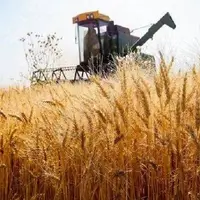 خرید تضمینی ۲۱ هزار تن گندم توسط شبکه تعاون روستایی فارس