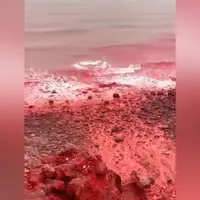 قرمز شدن آب دریا با بارش باران در جزیره هرمز