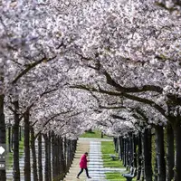 شهرهای آذین شده جهان با شکوفه های گیلاس