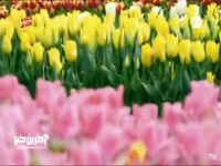 نماهنگ «گل رز» با خوانندگی امید نصری 