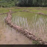 ممنوعیت کشت برنج در پارس‌آباد مغان