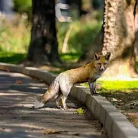 لحظه پیوستن روباه مادر به توله‌اش در ولنجک تهران