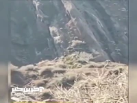 ثبت ویدیویی از حضور پلنگ برای نخستین بار در کوهسرخ خراسان رضوی