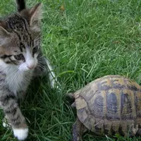 تلاش دیدنی یک لاکپشت برای همراهی با گربه 