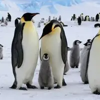 پریدن صدها پنگوئن به داخل آب از ارتفاع 20 متری 
