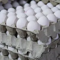صادرات تخم مرغ به بیش از ۱۸ هزارتن رسید