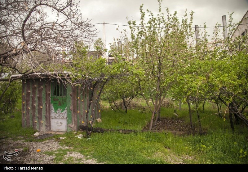 عکس/ بهار در کوچه باغات سراب قنبر در کرمانشاه