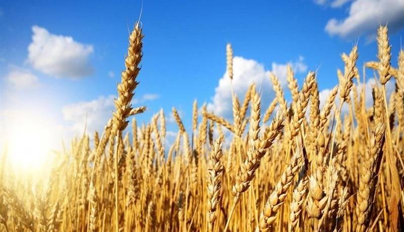 پیش بینی تولید ۱۳.۵ میلیون تن گندم در سال جاری