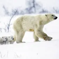 صحنه هایی دیدنی از خانواده خرس های قطبی