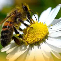 وقتی زنبور محو شهد گل ها می شود
