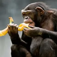 صحنه ای خنده دار از دزدیدن موز توسط یک میمون!