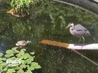 محافظت اردک مادر از جوجه اردک هایش در برابر حواصیل
