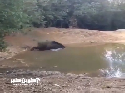 ترفند عجیب گراز برای فرار از دست سگ‌های شکارچی!