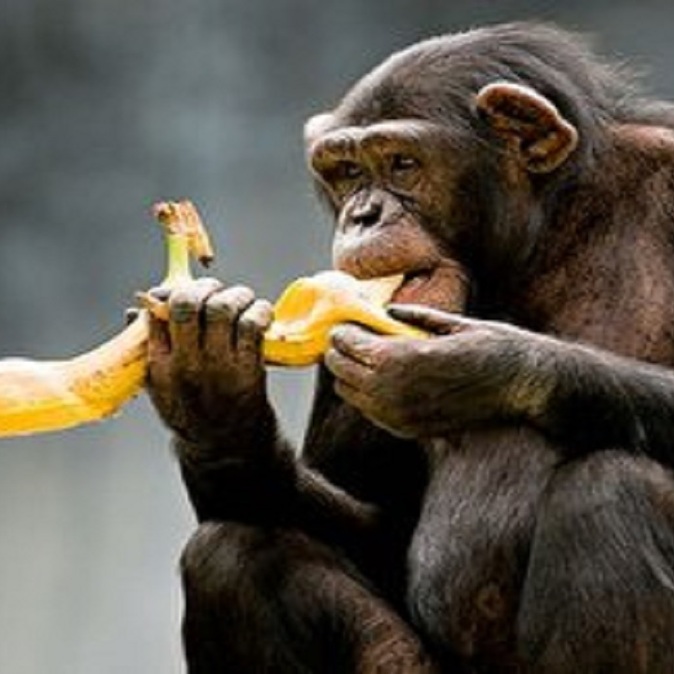 صحنه ای خنده دار از دزدیدن موز توسط یک میمون!