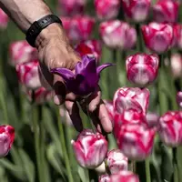 اهدای 100 هزار گل لاله به شهر جنگ‌زده اوکراین