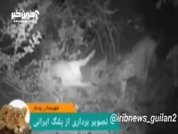 ثبت تصویر پلنگ ایرانی در رودبار