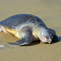 نجات لاک‌پشت در معرض انقراض از شن‌های ساحلی میناب