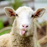 فروش گوسفند با کارت ملی واقعیت دارد؟