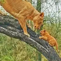 شیر مادر به توله‌های کوچک بالا رفتن از درخت را آموزش داد