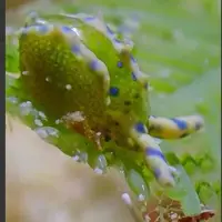 حلزون دریایی سبز 