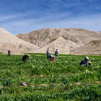 سهم بخش کشاورزی از اشتغال استان زنجان چند درصد است؟