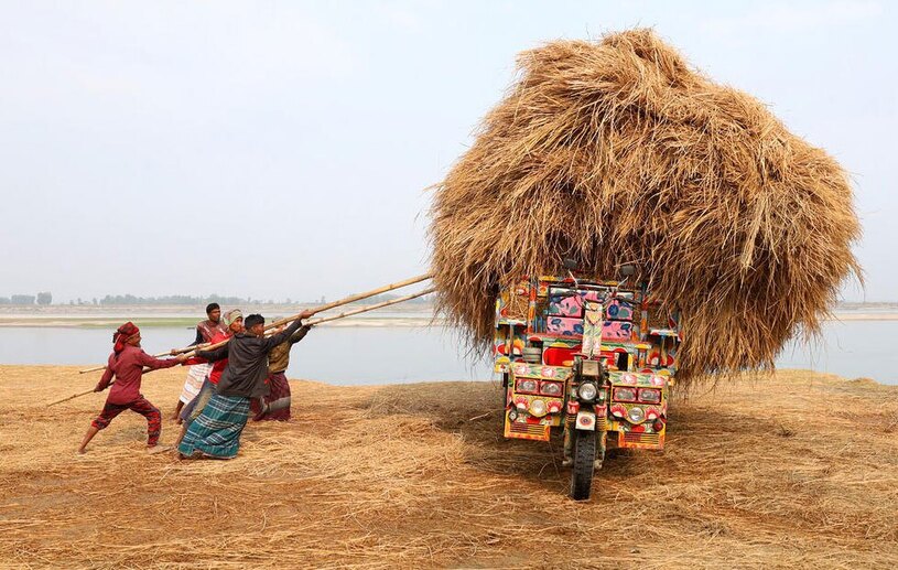 تصویری جالب از بارگیری محموله کاه شلتوک برنج در بنگلادش